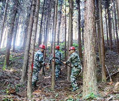 嚴(yán)把森林培育質(zhì)量關(guān)，譜寫資源培育新篇章
