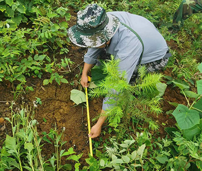 嚴(yán)把森林培育質(zhì)量關(guān)，譜寫資源培育新篇章